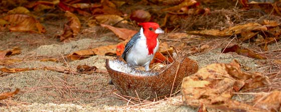 Brazilian Cardinal eating coconut at Tunnels Beach 
 Kauai is a paradise for bird lovers